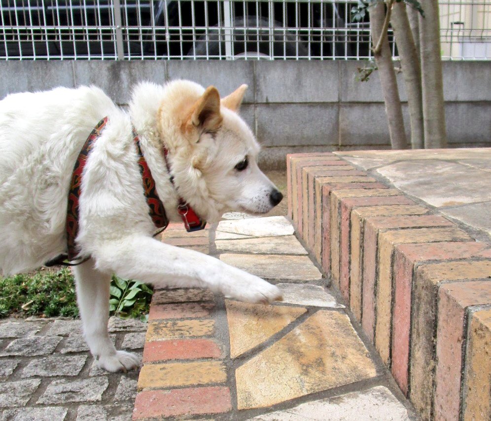 東雲 鈴音 いつも階段手前でいったん立ち止まり 気を整えてから上る老犬 転ぶのが不安なのか最初の一歩がなかなか出ない