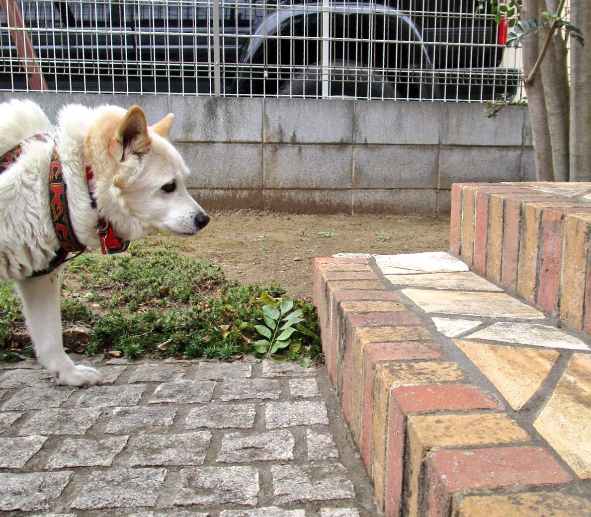 東雲 鈴音 いつも階段手前でいったん立ち止まり 気を整えてから上る老犬 転ぶのが不安なのか最初の一歩がなかなか出ない
