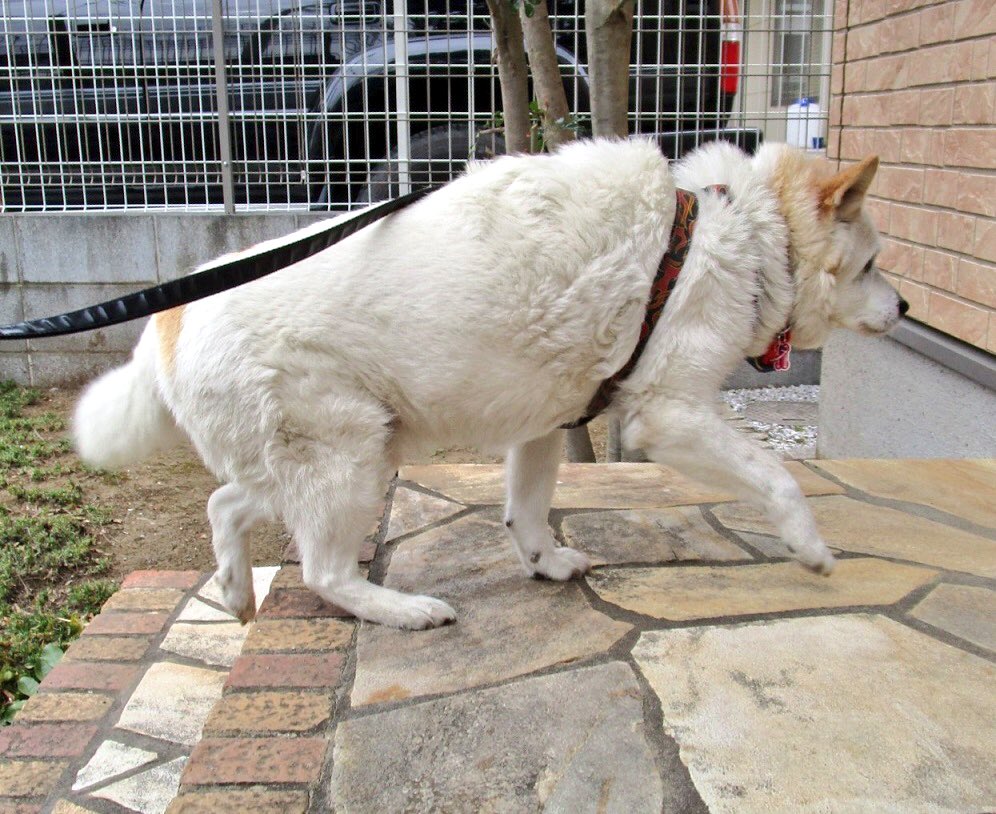 東雲 鈴音 いつも階段手前でいったん立ち止まり 気を整えてから上る老犬 転ぶのが不安なのか最初の一歩がなかなか出ない