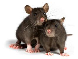 AllstatePestSol's tweet photo. ➡ NOT SO FUN PEST FACT ⬅
Rats contaminate and destroy enough food worldwide each year to feed 200 million people.
If you have a rodent problem, call us. We can help!
(800) 240-4765
#AllstatePestSolutions #pestcontrol #PoteauOK #FtSmithAR #mice #rodents #pestsolutions https://t.co/WTKtW6OLFr