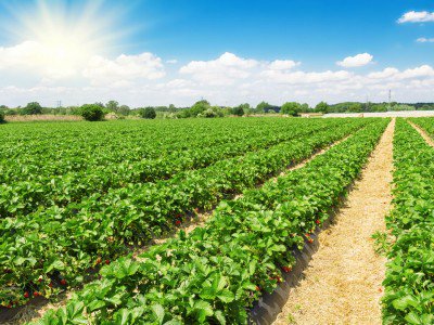 Mandela55Shira's tweet photo. #Biological_Control and Sustainable Food Production @ https://t.co/OEU4BqsEJs https://t.co/TsVNhE5Lu8