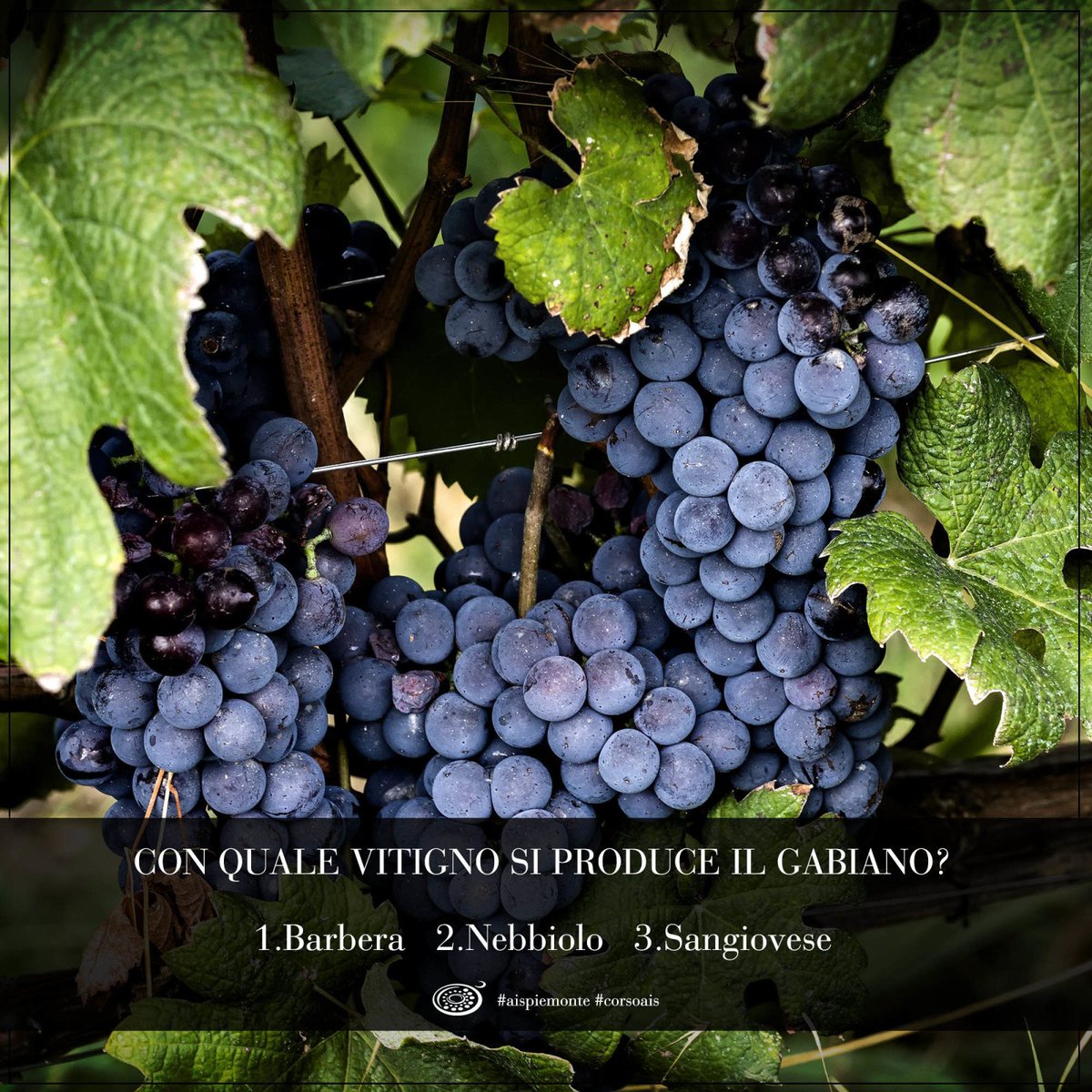 #Sommelier iniziamo il week-end con un #wine quiz! Chi sa rispondere correttamente a questa domanda? Con quale vitigno si produce il #Gabiano?