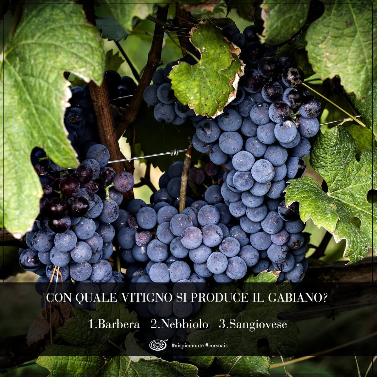 #Sommelier iniziamo il week-end con un #wine quiz!
Chi sa rispondere correttamente a questa domanda? Con quale vitigno si produce il #Gabiano?