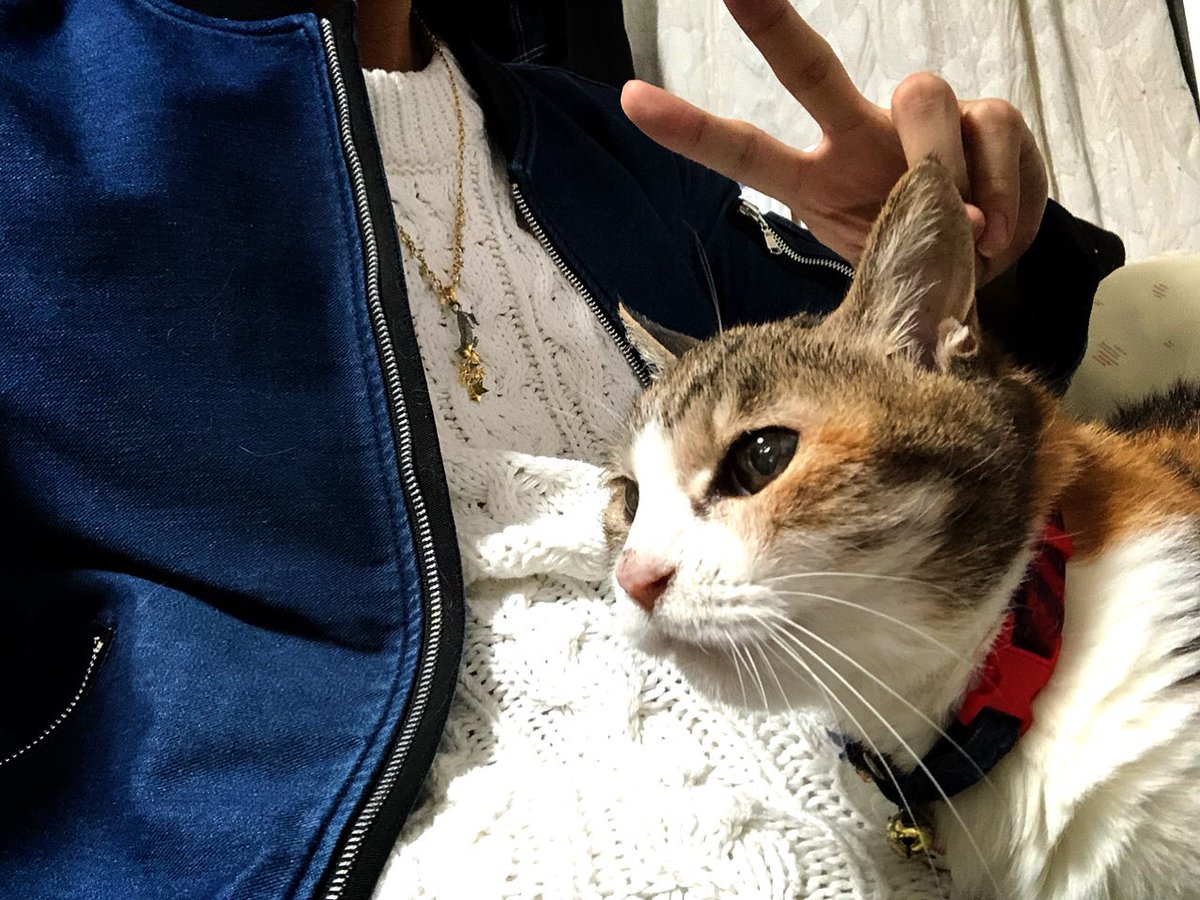 そういえばツイッターには最近載せてなかった 我が家のりんちゃん