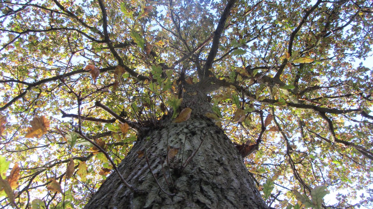 TrackATree's tweet photo. A big decision for #TrackATree - we won't be continuing to record #springinthewoods in 2018 - Thanks to all who have taken part! Read more about this change in our latest blog post: https://t.co/OuRdoIpMFq @WoodlandTrust https://t.co/ecmBAW34U3