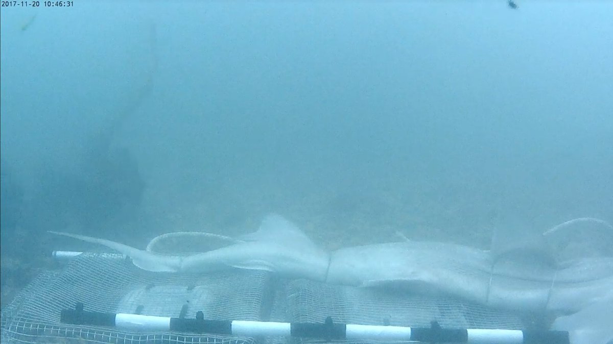 AdamLikesTheSea's tweet photo. We have a tope/smooth hound as the baited video trails continue, keep an eye out for lobsters! #PLUTOcam
https://t.co/TQZQZf5wVe https://t.co/LohbXd0qsp