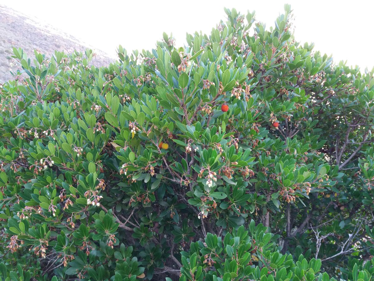 ARBACartagena's tweet photo. Arba descubre una nueva población de madroños con excelente estado de salud en nuestros montes. 🌲🌳🌲🌳🌲 #naturaleza  #Cartagena https://t.co/kzLVMNz803