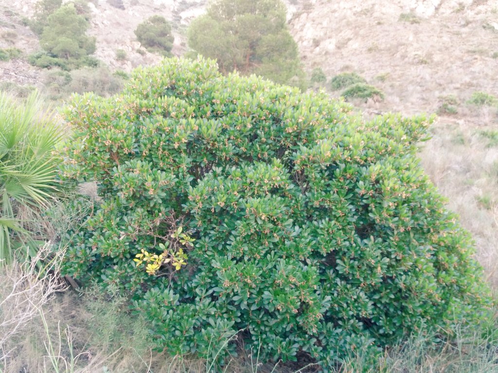 ARBACartagena's tweet photo. Arba descubre una nueva población de madroños con excelente estado de salud en nuestros montes. 🌲🌳🌲🌳🌲 #naturaleza  #Cartagena https://t.co/kzLVMNz803