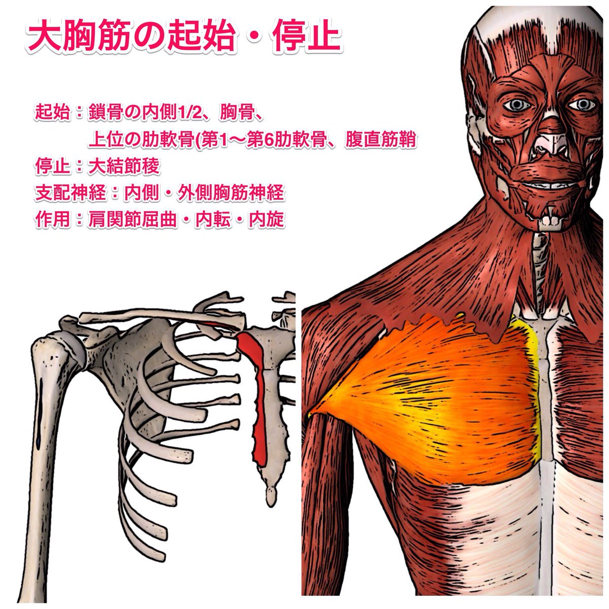 かずひろ先生 なるほど解剖学 در توییتر 大胸筋の起始 停止 大胸筋の起始は 停止は 支配神経は 起始 鎖骨の内側1 2 胸骨 上位の肋軟骨 第1 第6肋軟骨 腹直筋鞘 停止 大結節稜 支配神経 内側 外側胸筋神経 作用 肩関節屈曲 内転 内旋 大胸筋