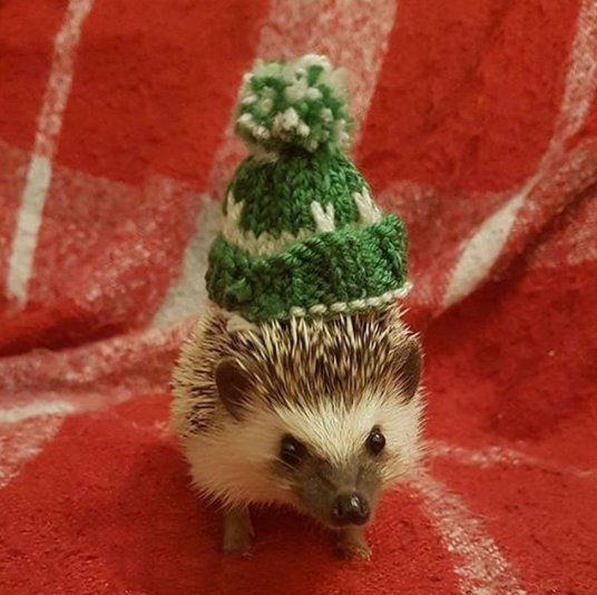 innocent_Fr's tweet photo. Voici José.

José est un hérisson. Un hérisson sympa. Et comme tous les hérissons sympa, José a décidé de nous aider à tricoter des petits bonnets pour aider les @pfPauvres. Merci José.

Ça vous dit de nous aider aussi ?

PS : vous n'avez pas besoin d'être un hérisson https://t.co/L01cl3i2NC