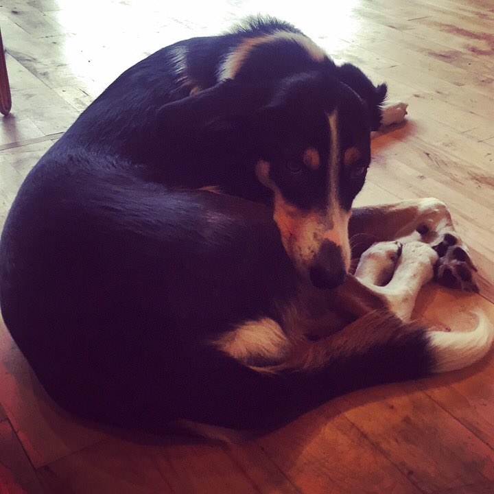 shopdogn8's tweet photo. This sexy mofo is bandit and she's spending the day with us at doggy daycare. We love her all of her! https://t.co/qC83e8XEEL