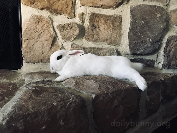 Bunny cools down his belly on the stone hearth: dailybunny.org/posts/2017/11/…