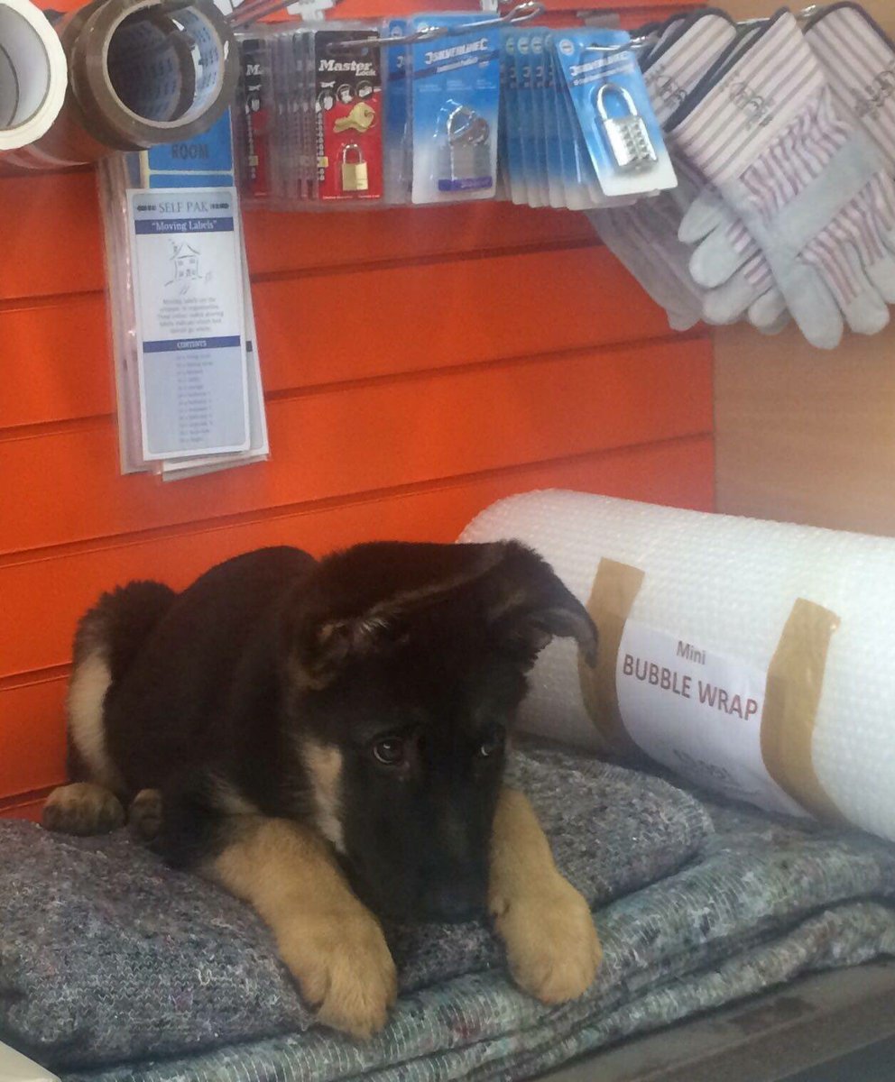 stratselfstore's tweet photo. When The Puppy Is Guarding The Packaging 😂Need Boxes? Tape ?Bubblewrap? We Have A Variety Of Packaging Materials #suahour @StratfordBForum https://t.co/SE9PUubmm8