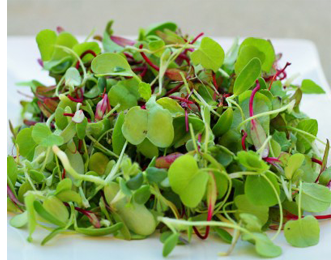 VeggieBros_'s tweet photo. GROW YOUR OWN! #veggie_bros #microgreen #superfood #urbanfarm #urbanfarming #farmersmarket #food #chefs #veggiebros https://t.co/GkSow3lY6H https://t.co/aFewcd2Zps