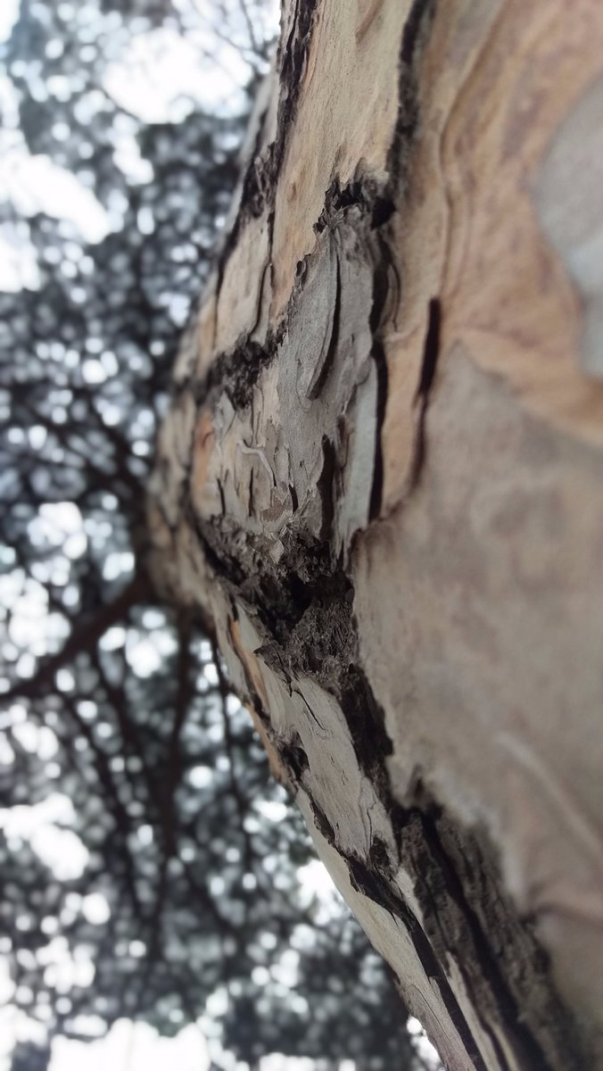 JordanAshReid's tweet photo. #pompeii #tree #photography #closeup #bark #trunk https://t.co/tuC9CPiukn