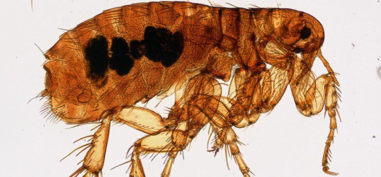 my_petcareguide's tweet photo. Everything You Wanted To Know About Fleas (But Were Too Grossed Out To Ask) - https://t.co/XehPpIOAYF #DogFlea #Flea #Ticks https://t.co/fkHRRxqEiR