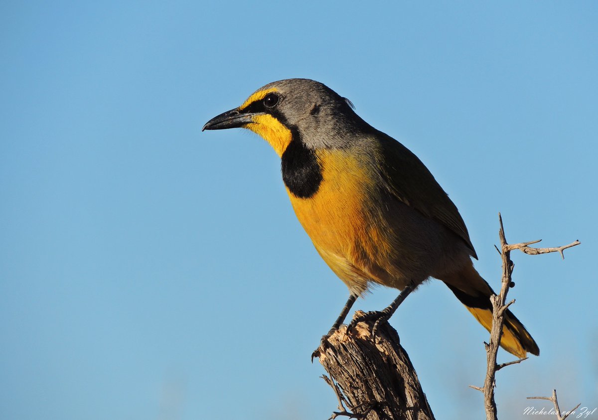 A beautiful Bokmakierie enjoying the Kagga Kamma view.
