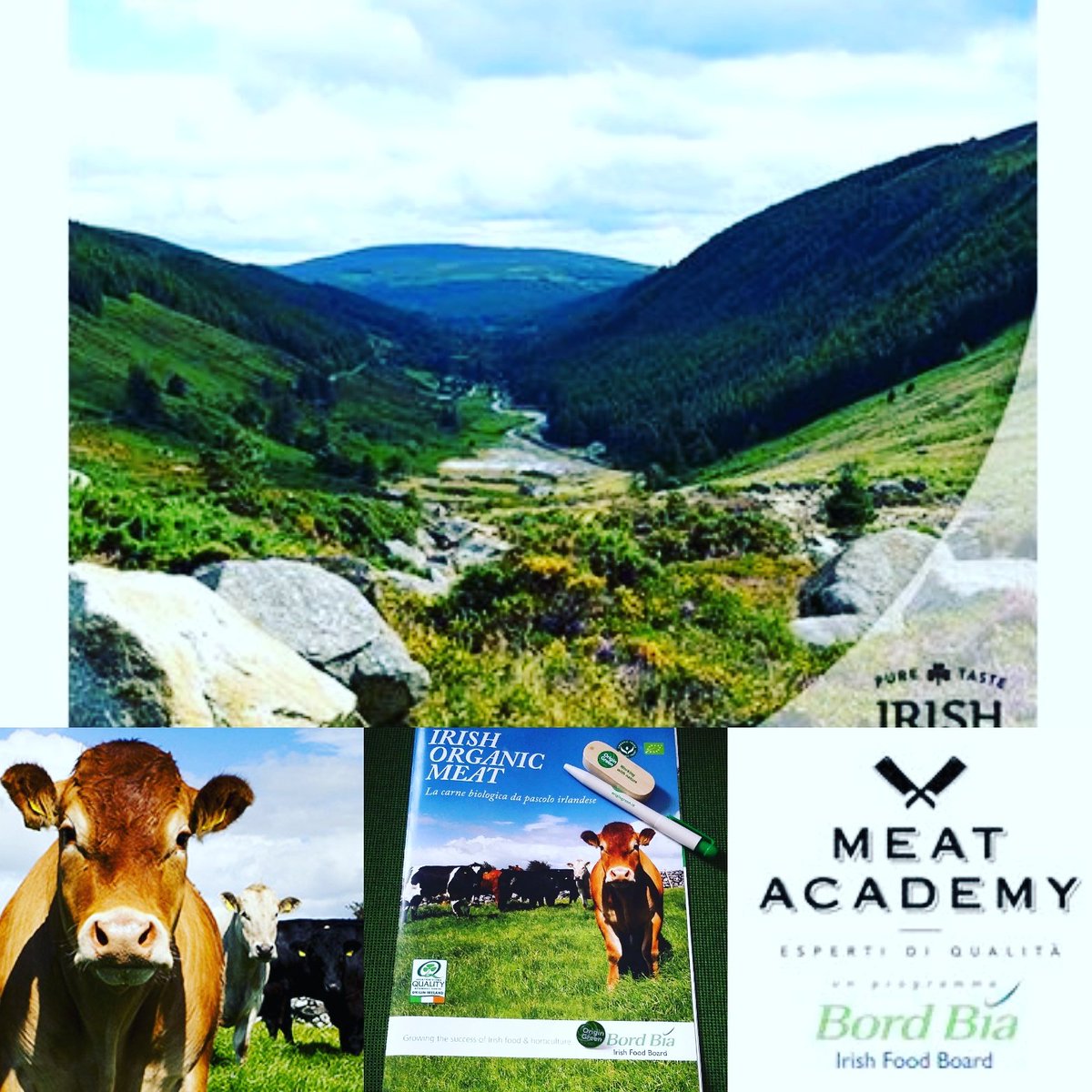 APCI_Chef_'s tweet photo. Gusto, colore e tenerezza. Queste le caratteristiche del manzo irlandese
#Meatacademy
#LesToquesBlanchesHonneur
@Bordbia https://t.co/VMCGlFG2cr