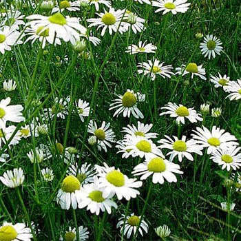 pieceofshirt's tweet photo. Outsidepride Roman Chamomile - 25000 Seeds https://t.co/lZ4sBVXkkY #Outsidepride https://t.co/vJm6jDbuKT