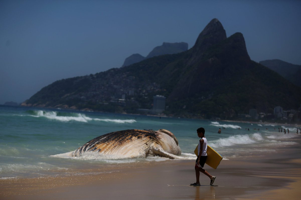 BiologistDan's tweet photo. Another day, another dead Humpback Whale washing up on our beaches. This one on famed Ipanema beach in Rio, Brazil. The oceans are sick. We need to change our ways. https://t.co/QvSCW6wcje