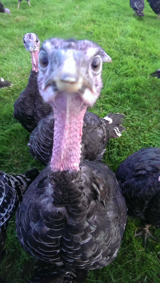 Hartsturkeys's tweet photo. Only FIVE weeks to go until Christmas Day! Are you ready?
#Christmas2017 #ChristmasTurkey #Christmas https://t.co/tEwUBGEMFL