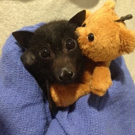 OccasionalBat's tweet photo. Some Monday morning cuteness. https://t.co/tkfY8fLbN0
