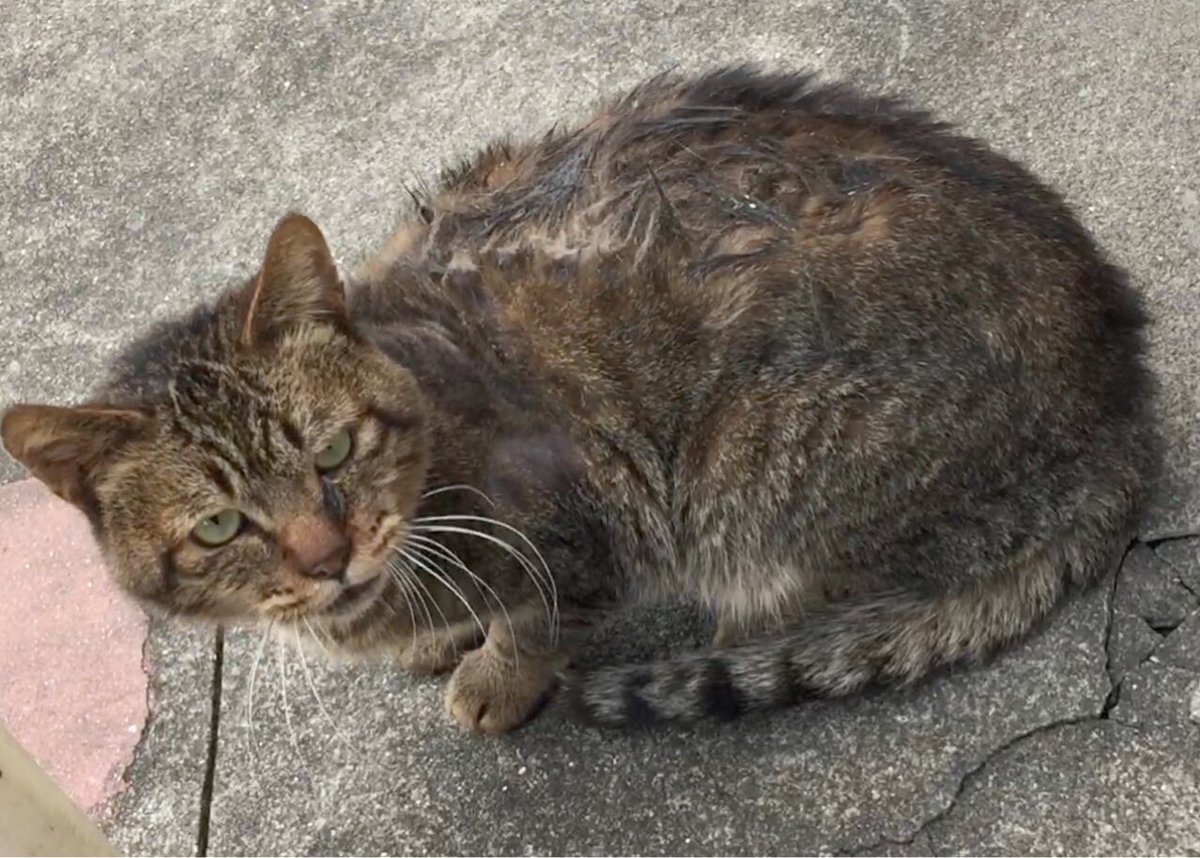 外猫 地域猫フォト Twitterren 餌場にたまにやってくるこの子ですが 見ての通り体は細く 毛が抜けています 皮膚病 栄養失調 色々と考えられるのですが どうしたものかと考えています 男の子で 一緒にあげると普通に食べます Cat 猫 野良猫 地域猫