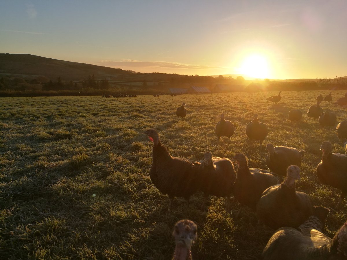 Birds warming up in the morning sun #35DaysTillChristmas #FreeRangeBronze #WinterIsHere