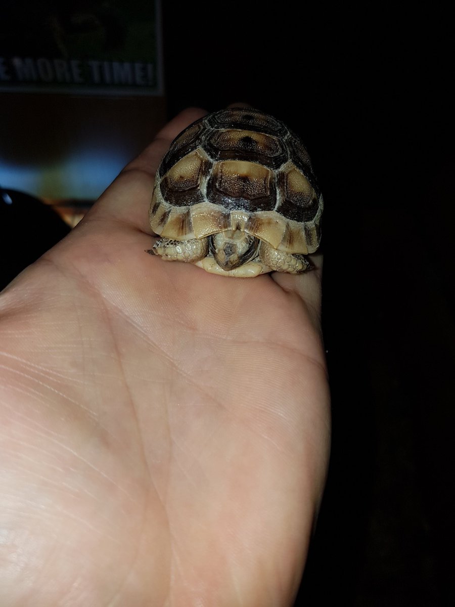 GodanD_5's tweet photo. Soon to be a new addition to the family. #Tortoise #Lovablepets https://t.co/b0fsFIIyG6