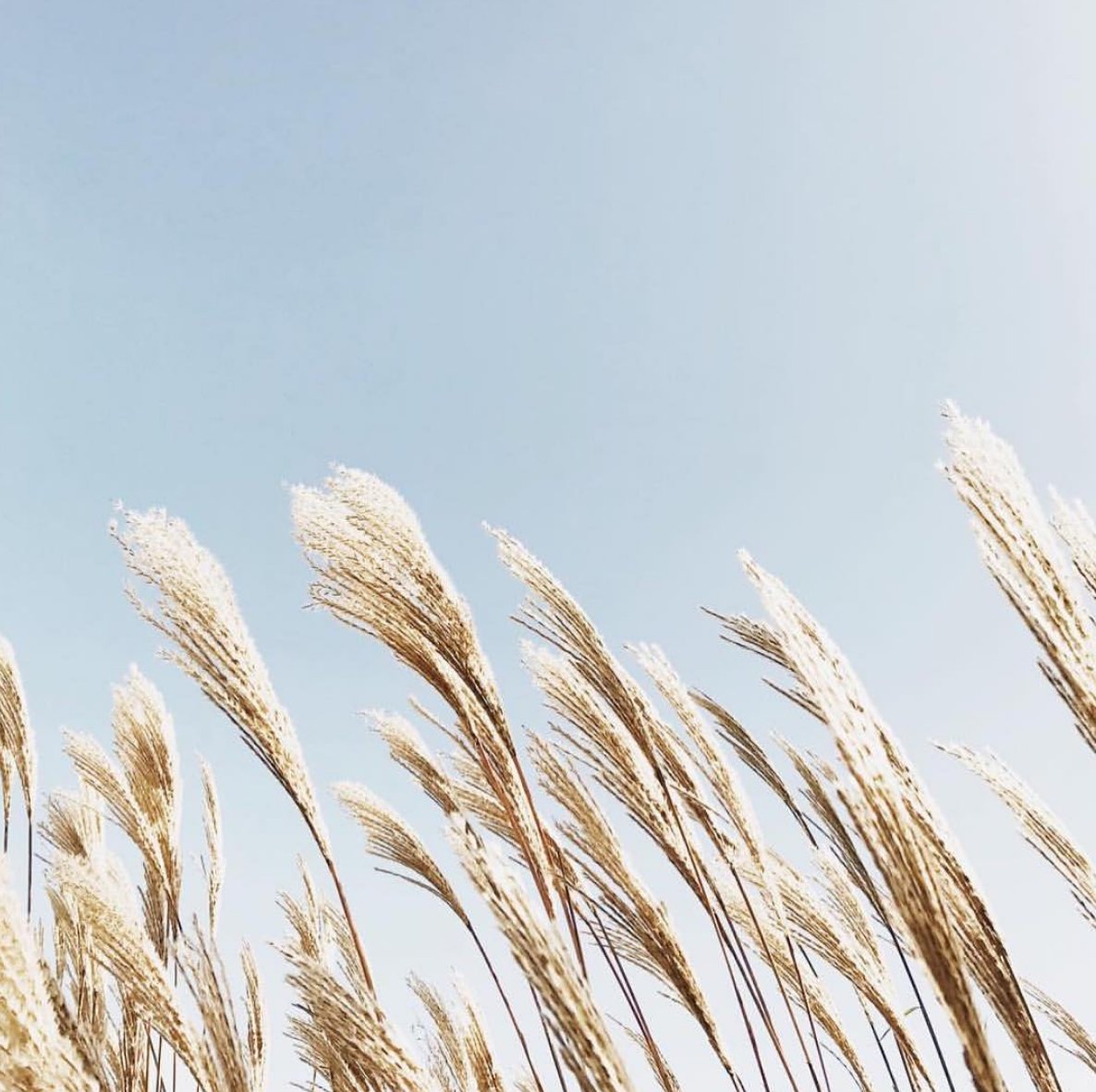 LPH_clothing's tweet photo. Feeling especially thankful this week for this abundant land we live in... 🌾🦃🍂image via @treecropslane * #slowliving #LPHluxury #abundance #wheat #thanksgiving https://t.co/motfOOYhJF