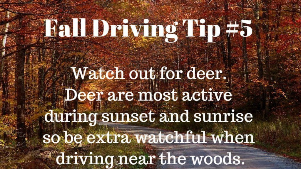 SDMTowing's tweet photo. Watch out for #Deer! #OilChange #Auto #Repair #Oil #Change #BrokenHeadlight #Brakes #TireAlignment #Accident #AutoRepair #Tires #AC #Fall #5 https://t.co/QdEcyS4Zit