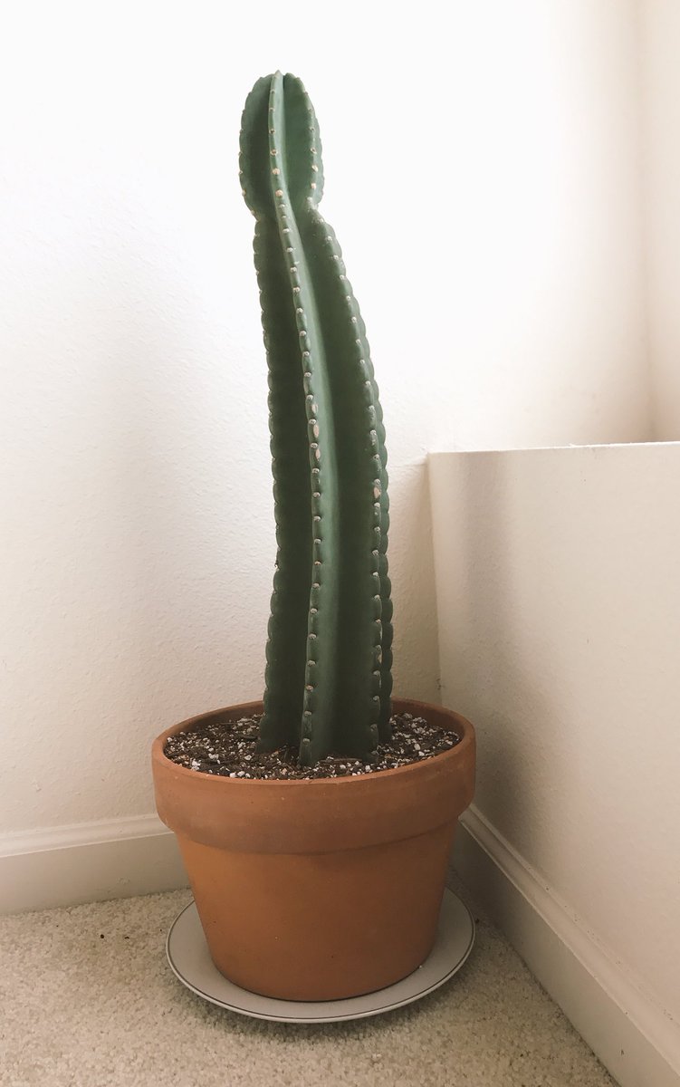 _helloERIC's tweet photo. @EsteeLalonde Meet King Kyle's American relative, King Pete 🌵#cactusfam #houseplants https://t.co/OGHCHLabnE