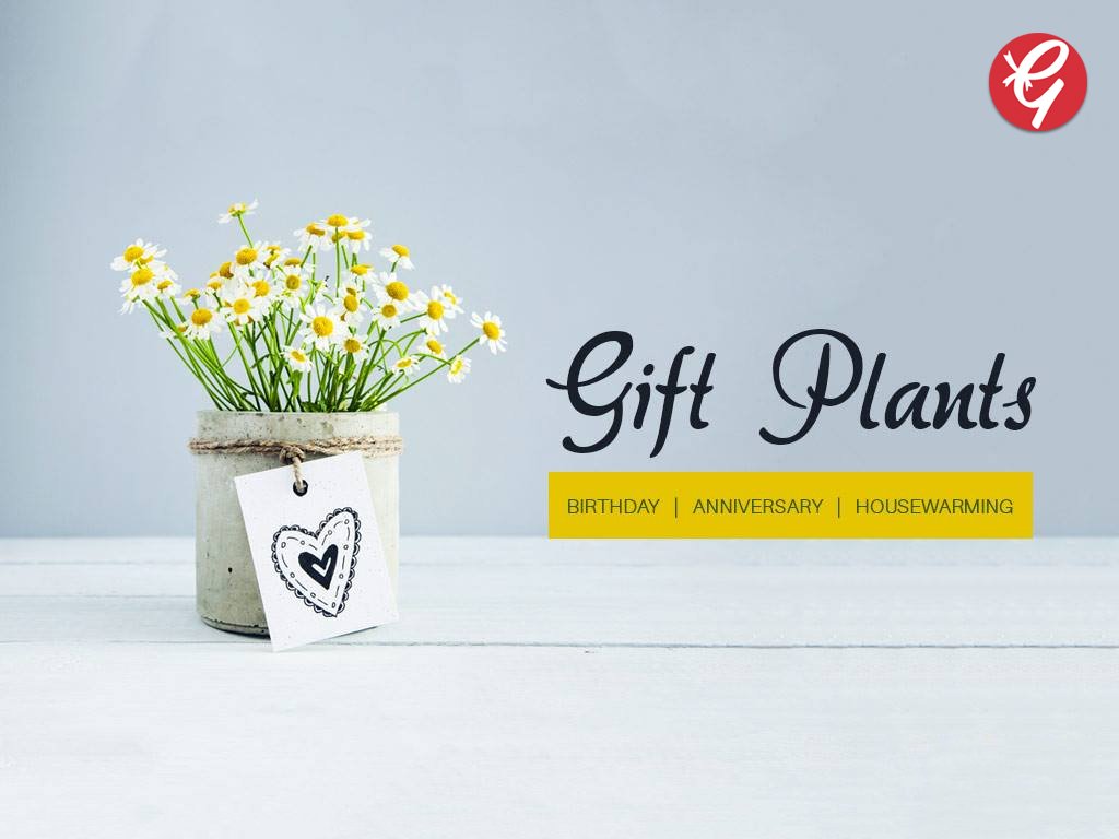 Find gifts for plant lovers at #Giftcart. #uniqueplantgifts #giftforgardeners #indoorplantgifts #outdoorplantgifts #plantgiftsdelivered. ow.ly/mIh830gGFlI