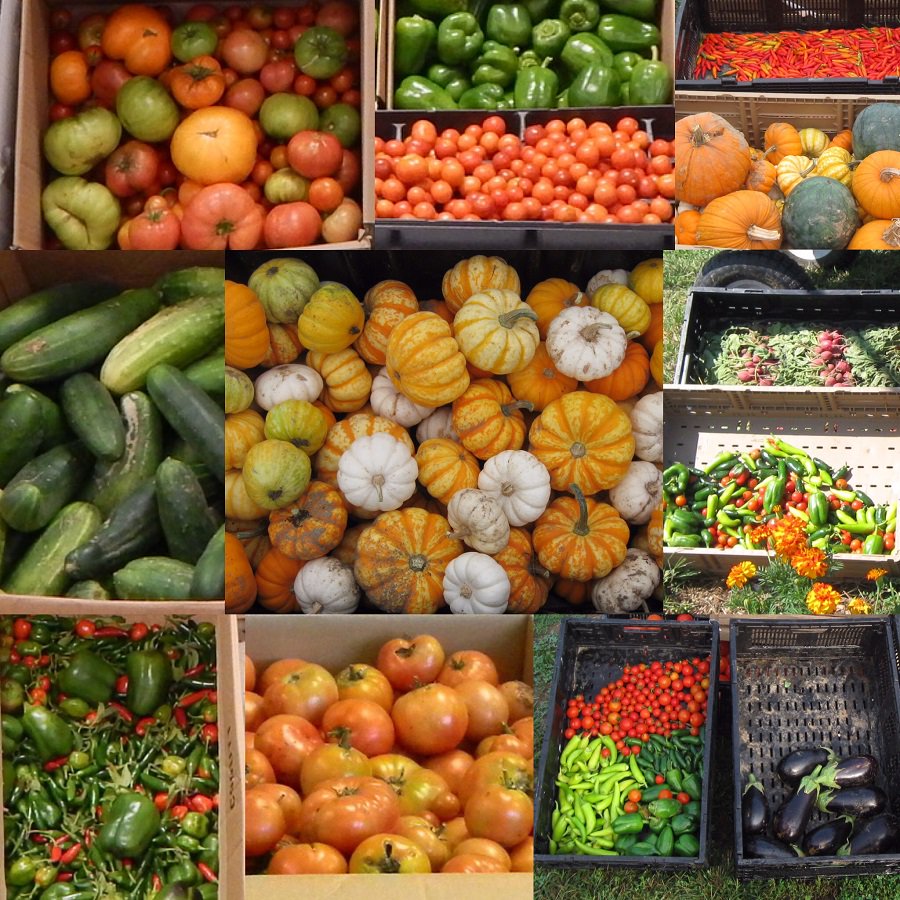 MoCorrections's tweet photo. THE DOC GIVES BACK. Cultivating #RestorativeJustice Gardens at DOC facilities, staff members work with offenders to grow produce for donation to food banks, shelters, schools & organizations. The 2017 season yielded 133 tons of fresh produce. #MOGiving #MOThanks @MoAgriculture https://t.co/dnp9UfSfsD