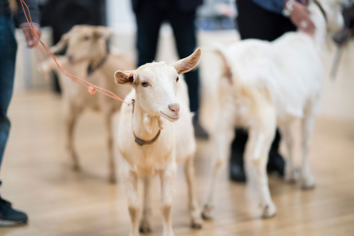 You can now watch our new video Introducing the Goats of #Goats via <a href="/WhatsOnStage/">WhatsOnStage</a>: bit.ly/2j8SO4e