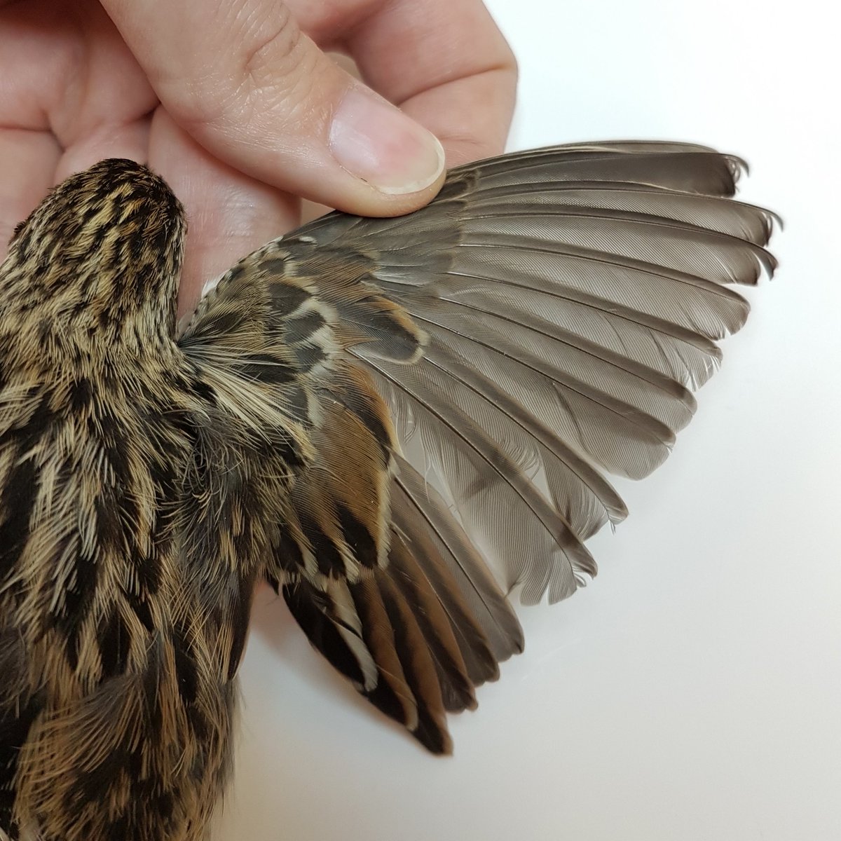 DanaeFrier's tweet photo. Another round of 'ID that dead bird'! I'm 90% sure I know what this is, but would like some independent corroboration. What do you think, and based on what traits? Collected in July near Last Mtn Lake, SK! #birdid #museumprep #ornithology https://t.co/HaQe7BLk0t