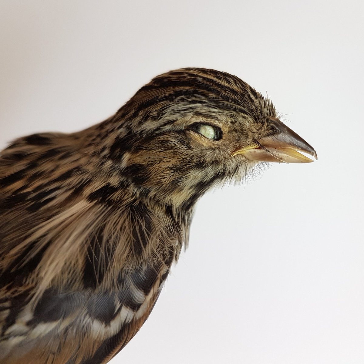 DanaeFrier's tweet photo. Another round of 'ID that dead bird'! I'm 90% sure I know what this is, but would like some independent corroboration. What do you think, and based on what traits? Collected in July near Last Mtn Lake, SK! #birdid #museumprep #ornithology https://t.co/HaQe7BLk0t