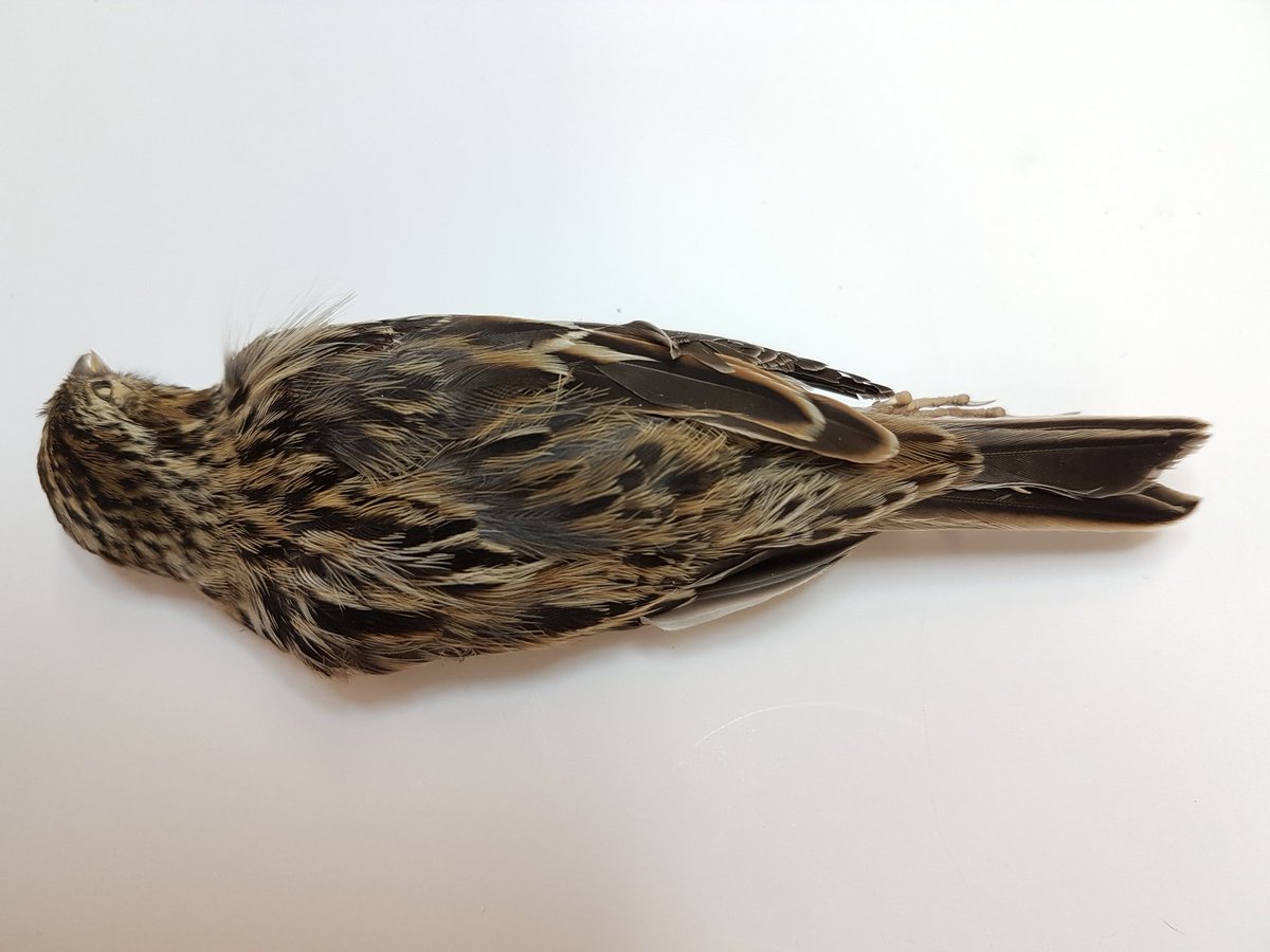 DanaeFrier's tweet photo. Another round of 'ID that dead bird'! I'm 90% sure I know what this is, but would like some independent corroboration. What do you think, and based on what traits? Collected in July near Last Mtn Lake, SK! #birdid #museumprep #ornithology https://t.co/HaQe7BLk0t