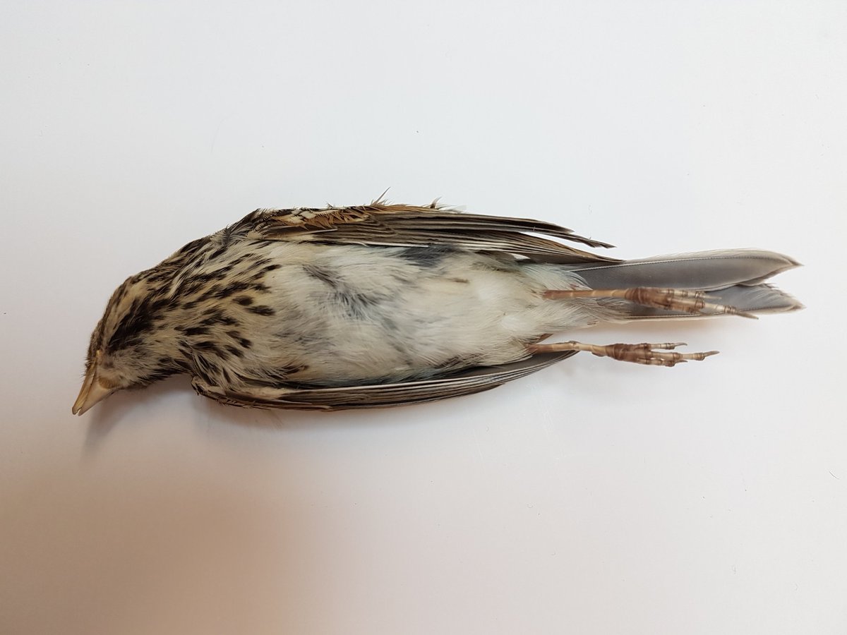 DanaeFrier's tweet photo. Another round of 'ID that dead bird'! I'm 90% sure I know what this is, but would like some independent corroboration. What do you think, and based on what traits? Collected in July near Last Mtn Lake, SK! #birdid #museumprep #ornithology https://t.co/HaQe7BLk0t