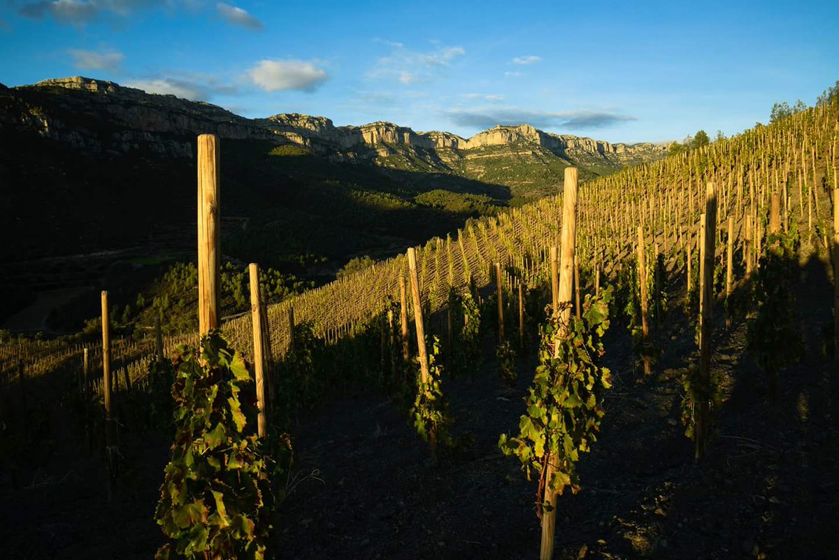Aquest divendres tast dels millors maridatges 2017. El 1er que us desvetllem és el #cirerets de <a href="/Mas_Alta/">Mas Alta</a> <a href="/doqpriorat/">DOQ Priorat</a> als peus el #Montsant, maridat amb tàrtar #cafeParis del <a href="/mdsantacaterina/">mercatsantacaterina</a> @mercatsdebarcelona <a href="/incavicat/">INCAVI</a>