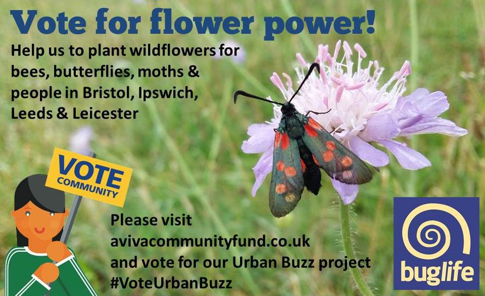 Buzz_dont_tweet's tweet photo. Last day to vote for Urban Buzz in the #AvivaCommunityFund (and after that we'll stop bugging you about it!). Please take the time to send us your votes. With your help we can plant lots more wildflowers for pollinators & people! https://t.co/rNNfxoUMUn #Vote4Bees https://t.co/x13w0fWeBE