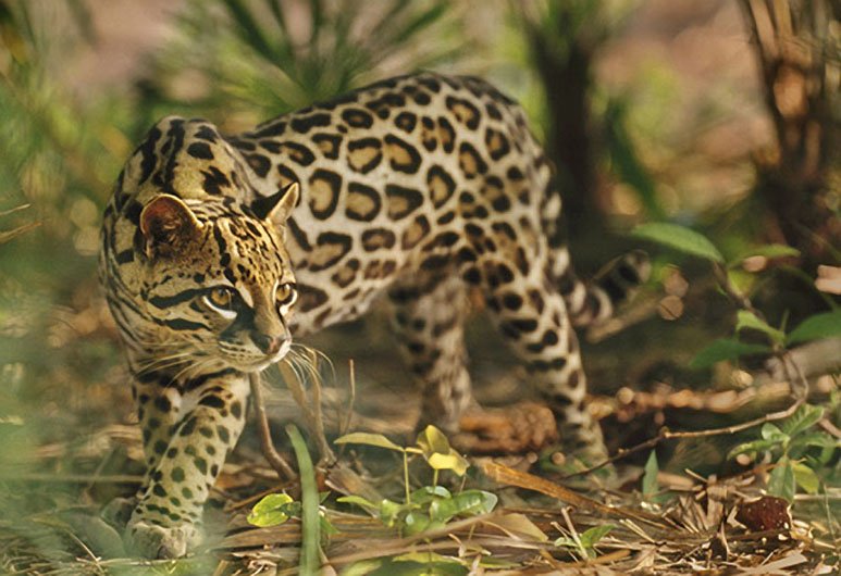 LgndsofthStates's tweet photo. Here is also a photo of an Ocelot https://t.co/GlWq0aSwab