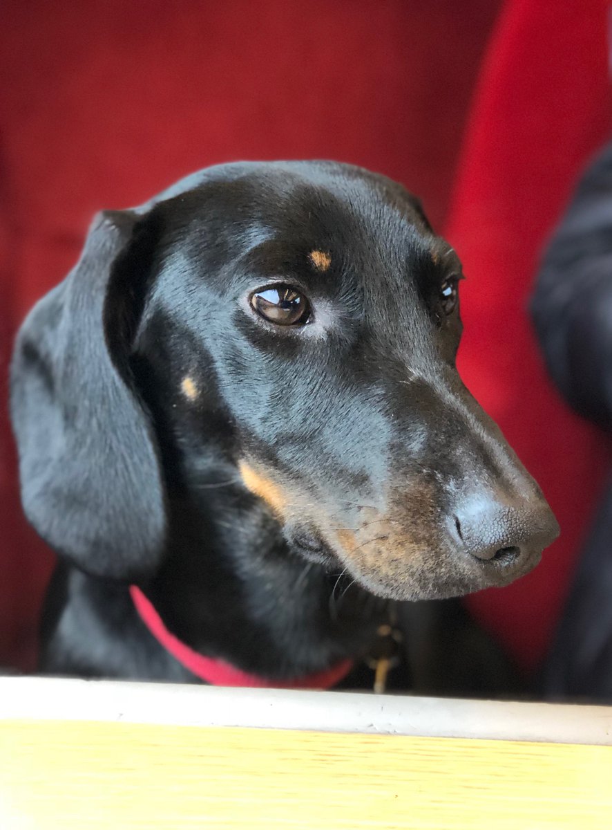 WeAreCertain's tweet photo. George, our agency dog, on tour. Maybe we’re biased, but he’s a handsome chap #agency #agencylife #dogsoftwitter #wearecertain https://t.co/60O5Y1H7sZ