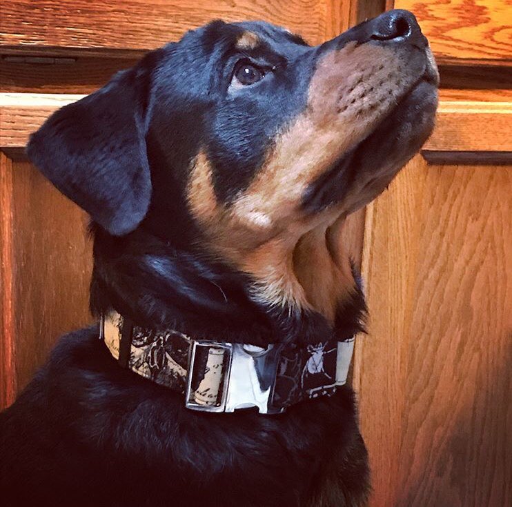 caninus_collars's tweet photo. Hazel rocking the Poe collar with a metal buckle. #dogsoftwitter #caninus #caninuscollars #orangecounty #California https://t.co/gnGNx2DicK