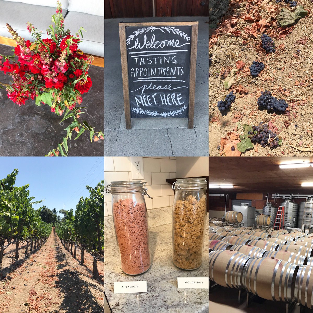 LazySomm's tweet photo. Dehlinger Winery, Sebastopol. They cut-dropped grapes so that the remaining grapes would get more flavors. #dehlinger #dehlingerwinery #winery #wine #pinotnoir #sebastopol #lazysomm #vineyard #august2017 #ワイナリー #ワイン #ピノノワール https://t.co/Rfl0hlTCs9