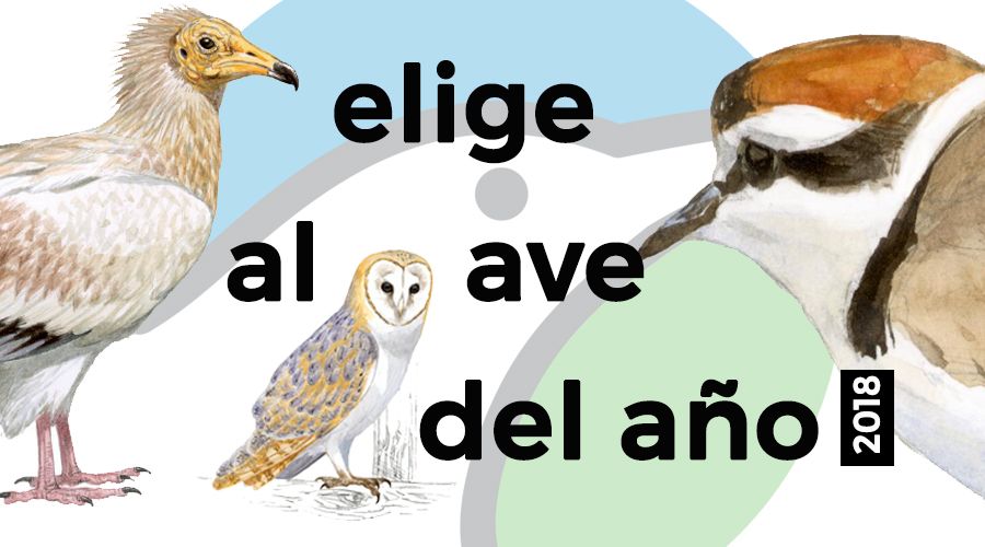 SEO_BirdLife's tweet photo. Abierto hasta el 20 de diciembre el plazo para elegir tu ave candidata al Ave del 2018 #VotaTuAve https://t.co/PVGQdEMoBq ✅🐦 https://t.co/xo7dWIpSWG