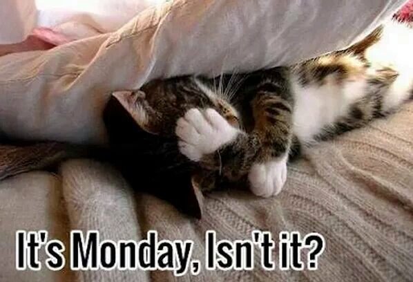 ginger53217's tweet photo. Good morning friends! Have a great day! https://t.co/5nEDgQ8G8j