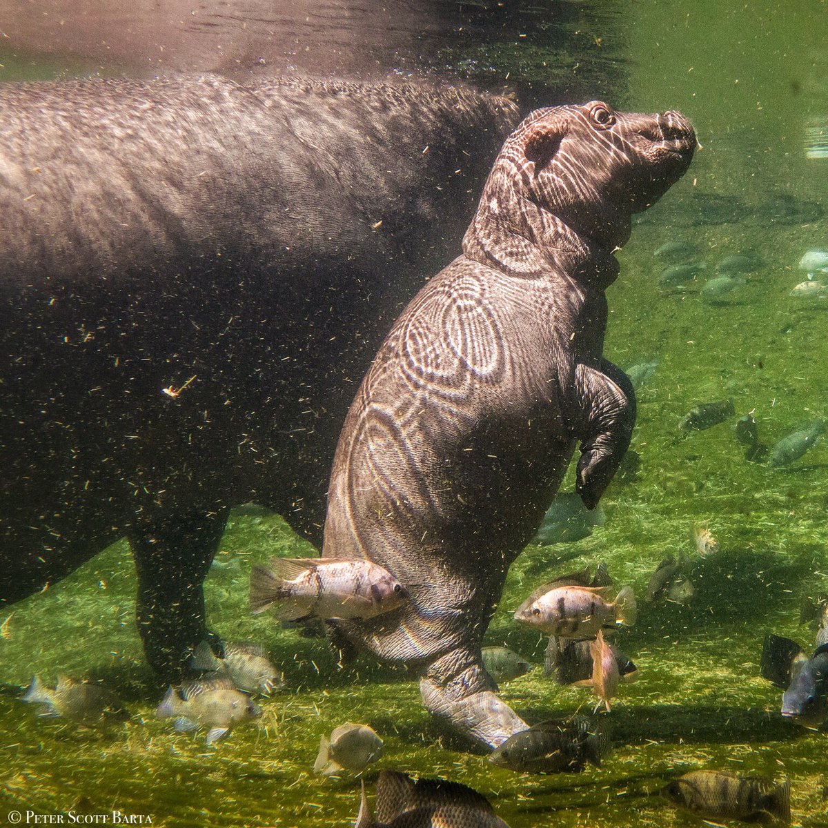 bartaphoto's tweet photo. A hippo can hold its breath for a full 5 minutes underwater. #Sony #RX10III @Sony @MemphisZoo @NatGeoTravel @NatGeoPhotos @BHPhotoVideo Instagram=BartaPhoto https://t.co/e3Fpk6nZpe