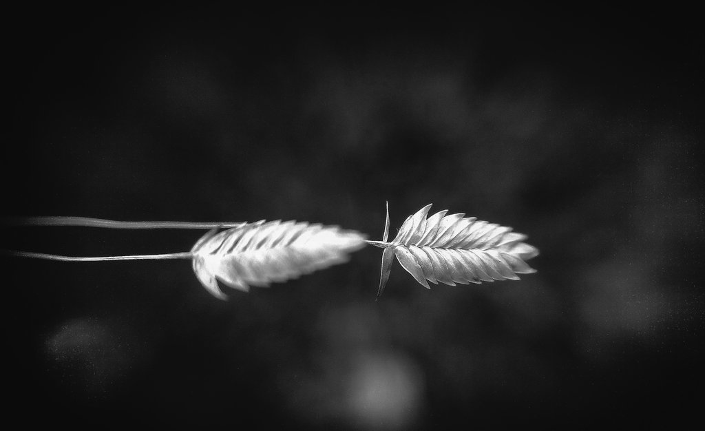 bondkiller007's tweet photo. #photography #sandeepkrsingh #itsmywork #NaturePhotography #nature #beautifulnature https://t.co/i0UtyC4RVP