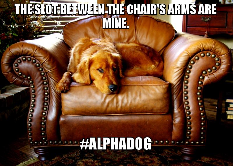 slotsplaycasino's tweet photo. better to be the dog on the couch, than the dog on the floor. #alphadog #twitterrific #like #retweet #comment #topdog #socialorder #socialdog #socialgamer #goldenplayer #dogsino https://t.co/CNMjhigkrl